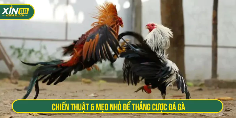 Chiến thuật & mẹo nhỏ để thắng cược đá gà