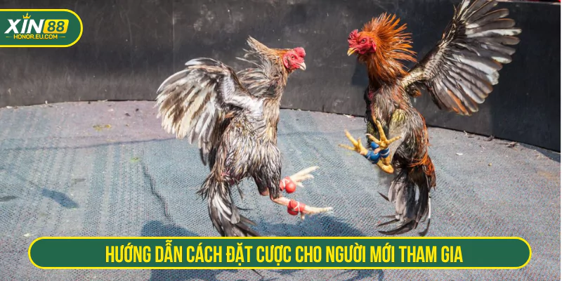 Hướng dẫn cách đặt cược cho người mới tham gia