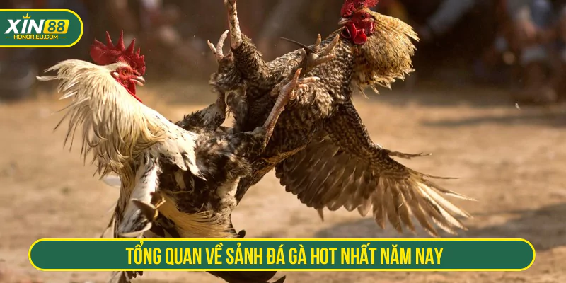 Tổng quan về sảnh đá gà hot nhất năm nay